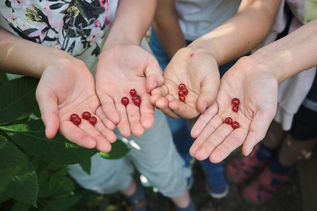 Beeren in Händen