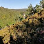 Forstpraktikum Wiese