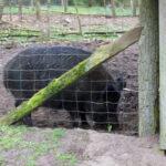 Wildschwein hinter einem Zaun