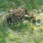 Heide auf einer Wiese