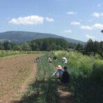Schüler:innen auf einem Feld