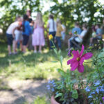 Blume im Schulgarten