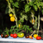 Tomaten aus dem Schulgarten