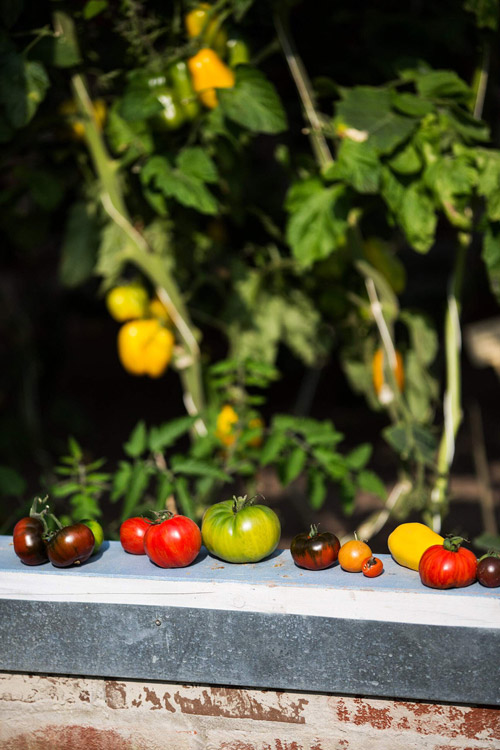 Tomaten aus dem Schulgarten