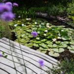 Steg am Teich mit Seerosen