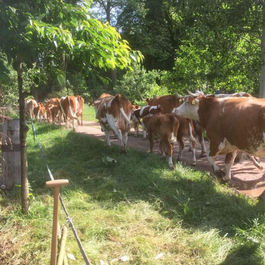 landwirtschaftpraktikum-kuehe Rinder auf einem Weg