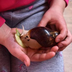 spenden-hand-schnecke Schnecke in einer Hand