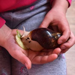 Schnecke in einer Hand