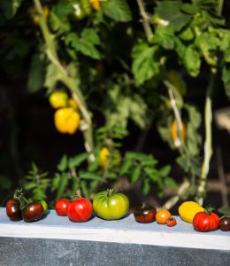 Tomaten aus dem Schulgarten